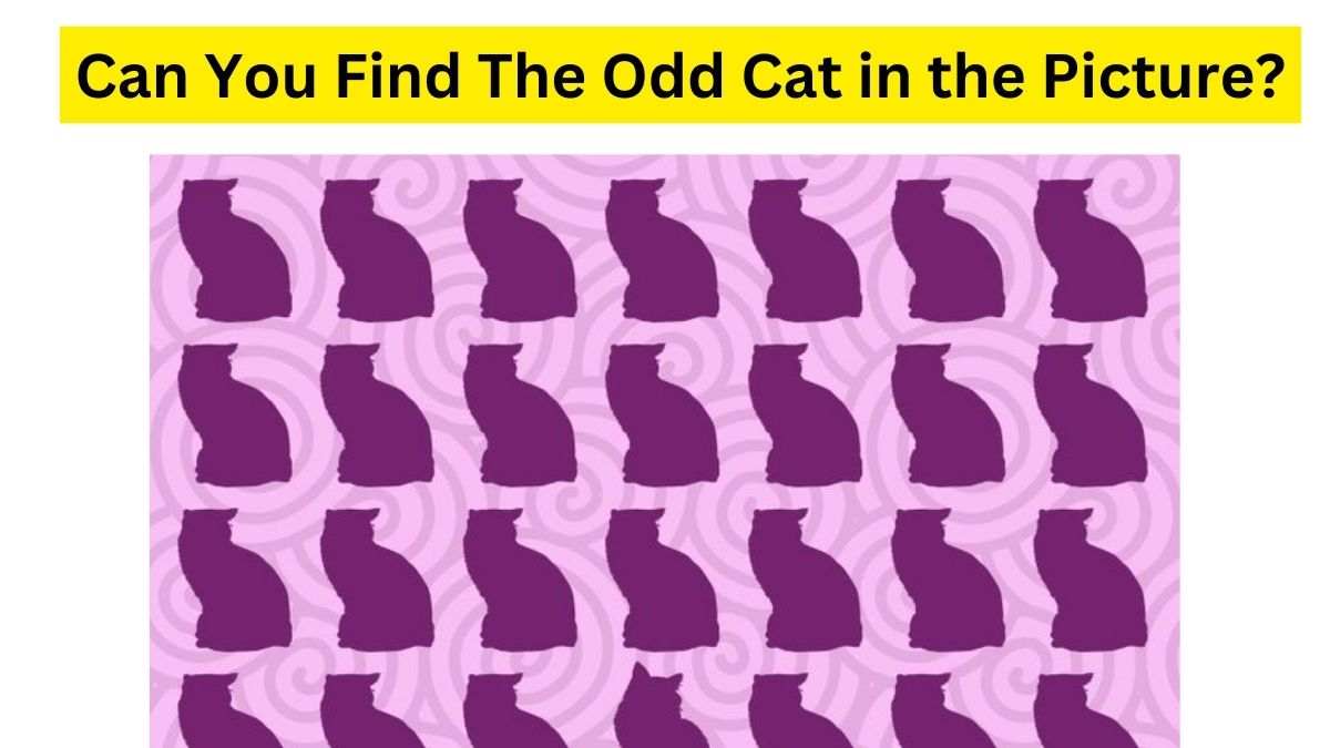 Spot and Find the Odd Cat in the Picture.