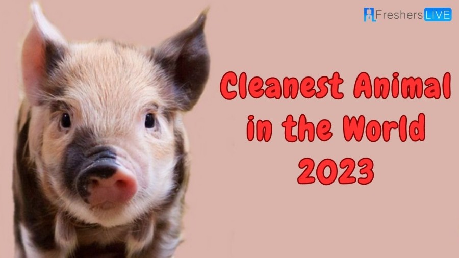 Cleanest Animals in the World 2023 - List of Top 10