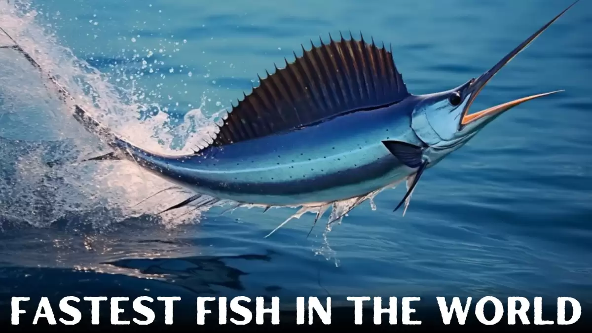 Fastest Fish in the World - Top 10 Oceanic Speedsters