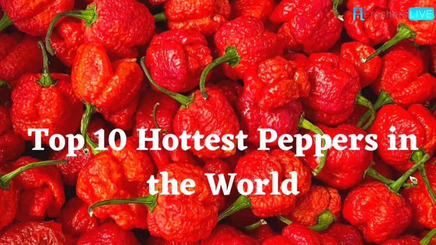 Hottest Peppers in the World 2023 - Top 10 (Updated)