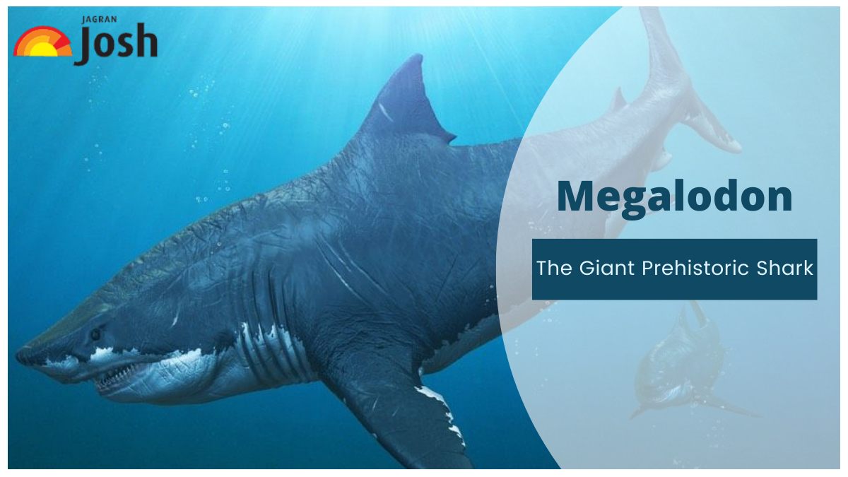 Megalodon, The Giant Prehistoric Shark: Size, History, Teeth, and Facts.