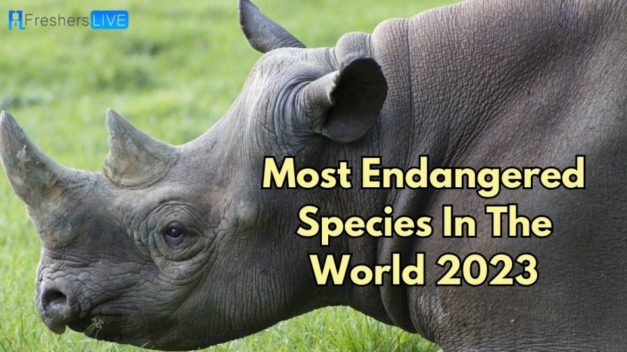 Most Endangered Species in the World 2023 (List of Top 10)