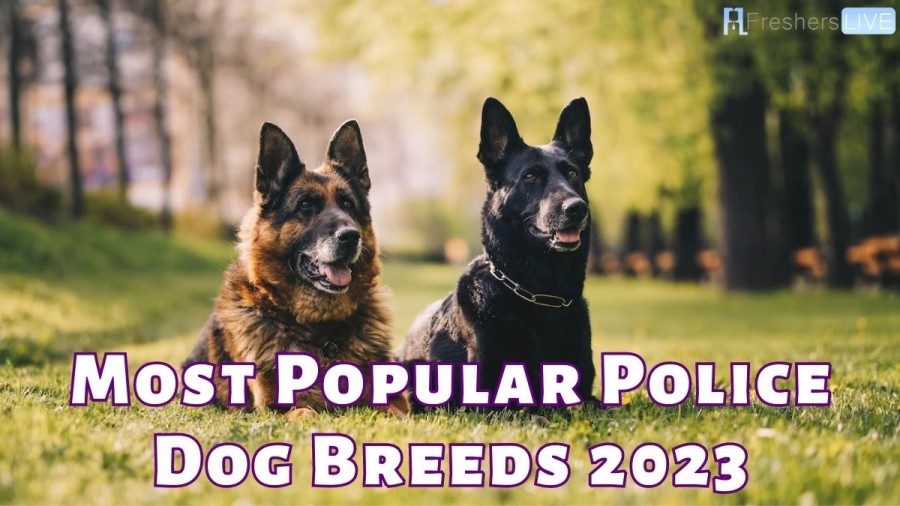 Most Popular Police Dog Breeds 2023 - Top 10 (With Pictures)