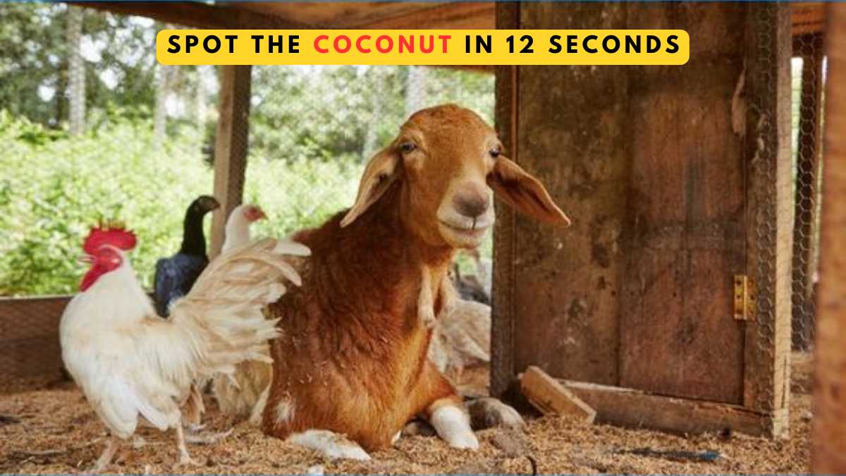 Optical Illusion- Spot the coconut in 12 seconds