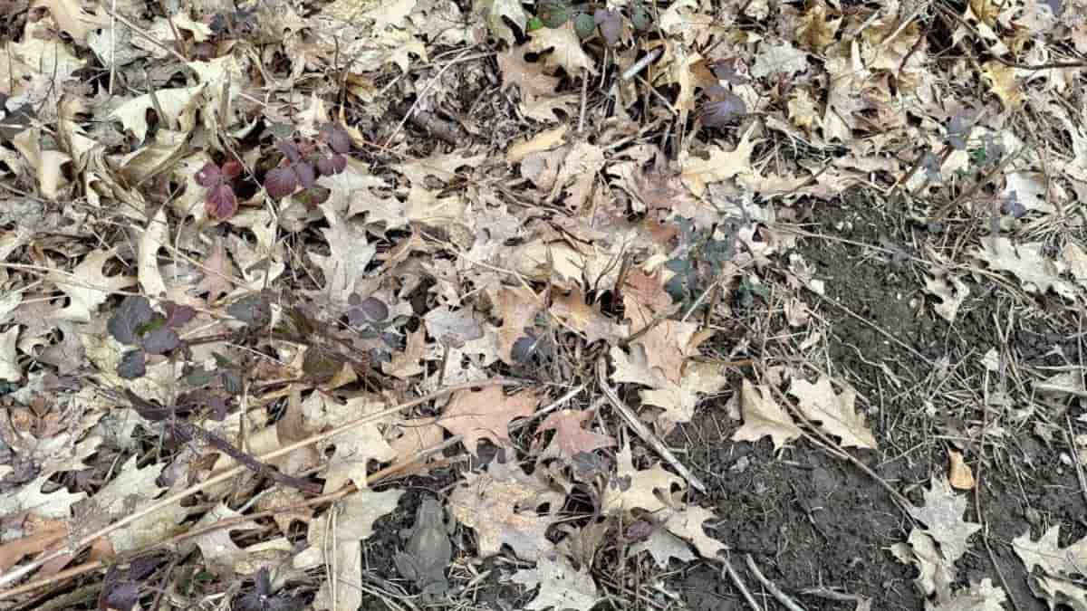 Find Frog in Leaves in 5 Seconds