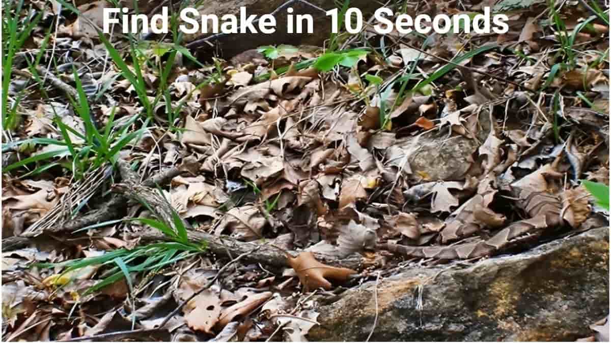 Find Snake in the leaves in 10 seconds