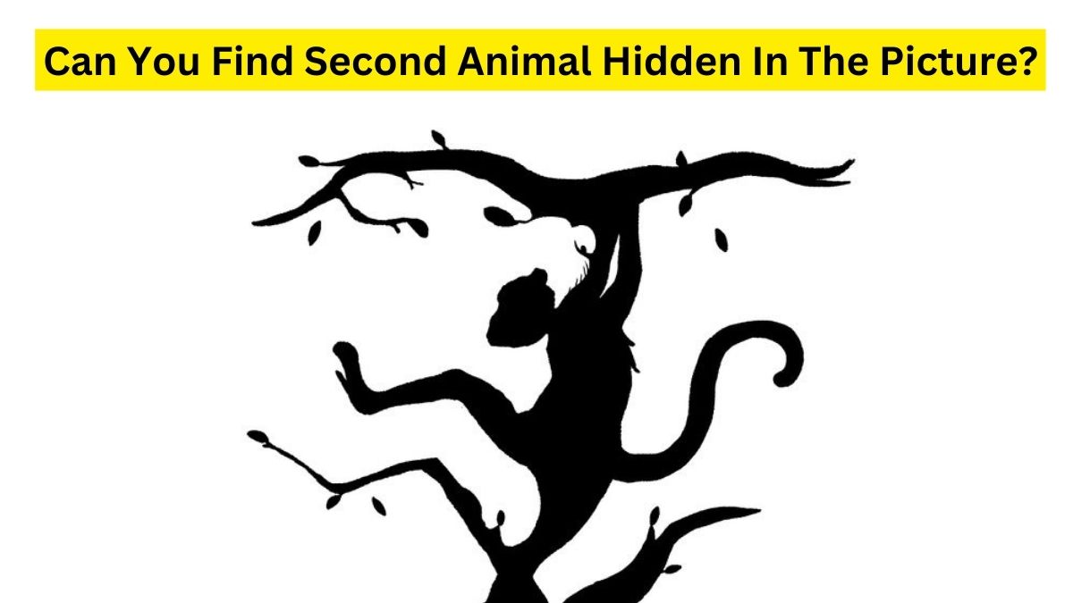 Do you see another animal hidden in the picture?n