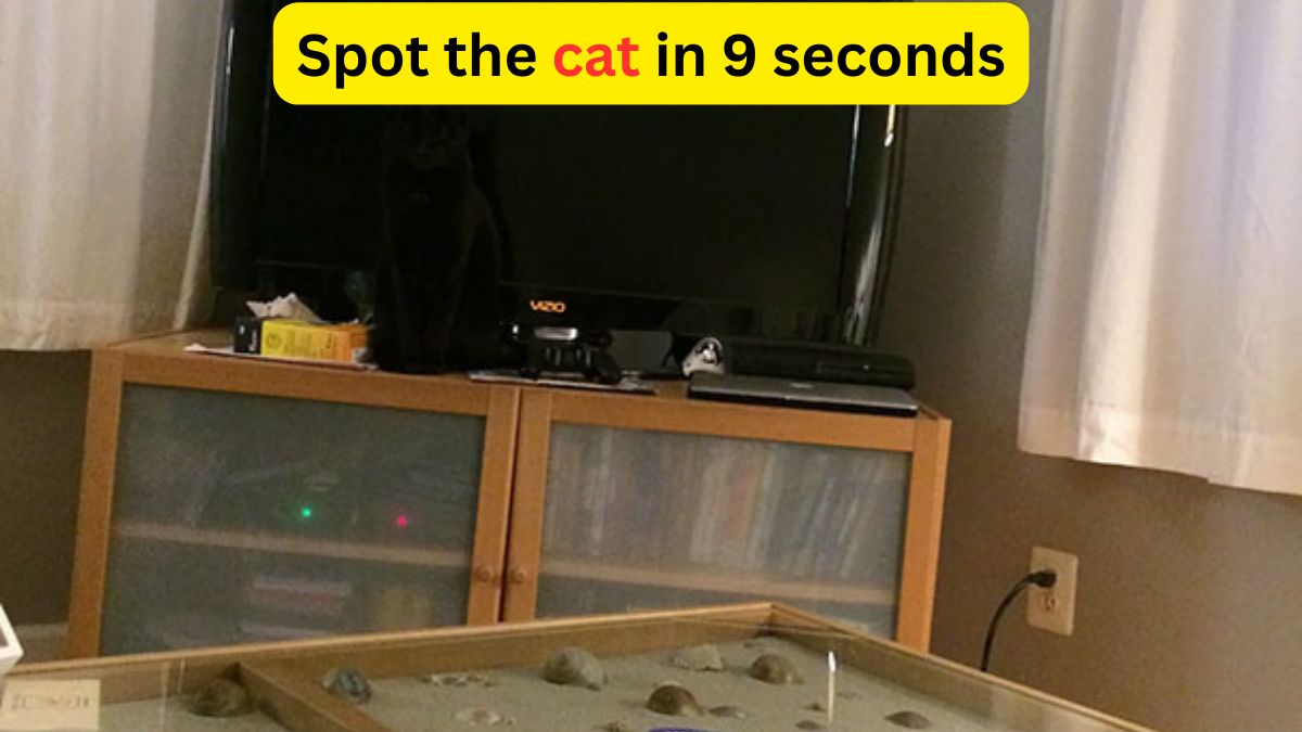 Optical Illusion - Spot the cat in the living room within 9 seconds