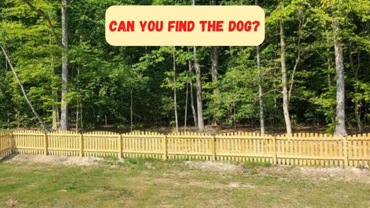 Optical Illusion IQ Test: Optical illusions are visual phenomena where our brain perceives something different from reality.  They can fool us into thinking things aren