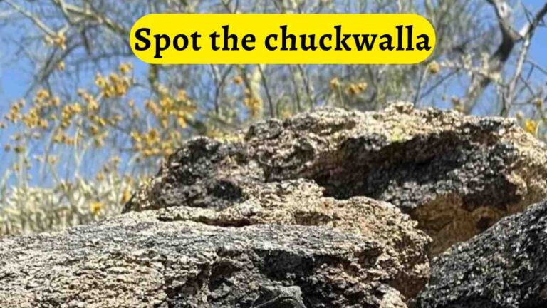 Optical Illusion Test- Spot the chuckwalla in 6 seconds