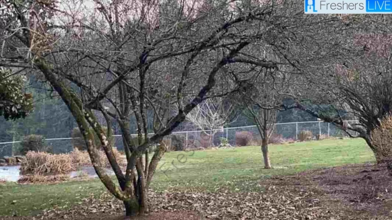 Test your Sharp Vision and spot 2 cats hiding at the park in 5 seconds