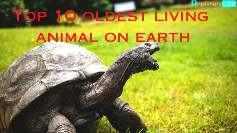 Top 10 Oldest Living Animal on Earth - Longest Living Animals