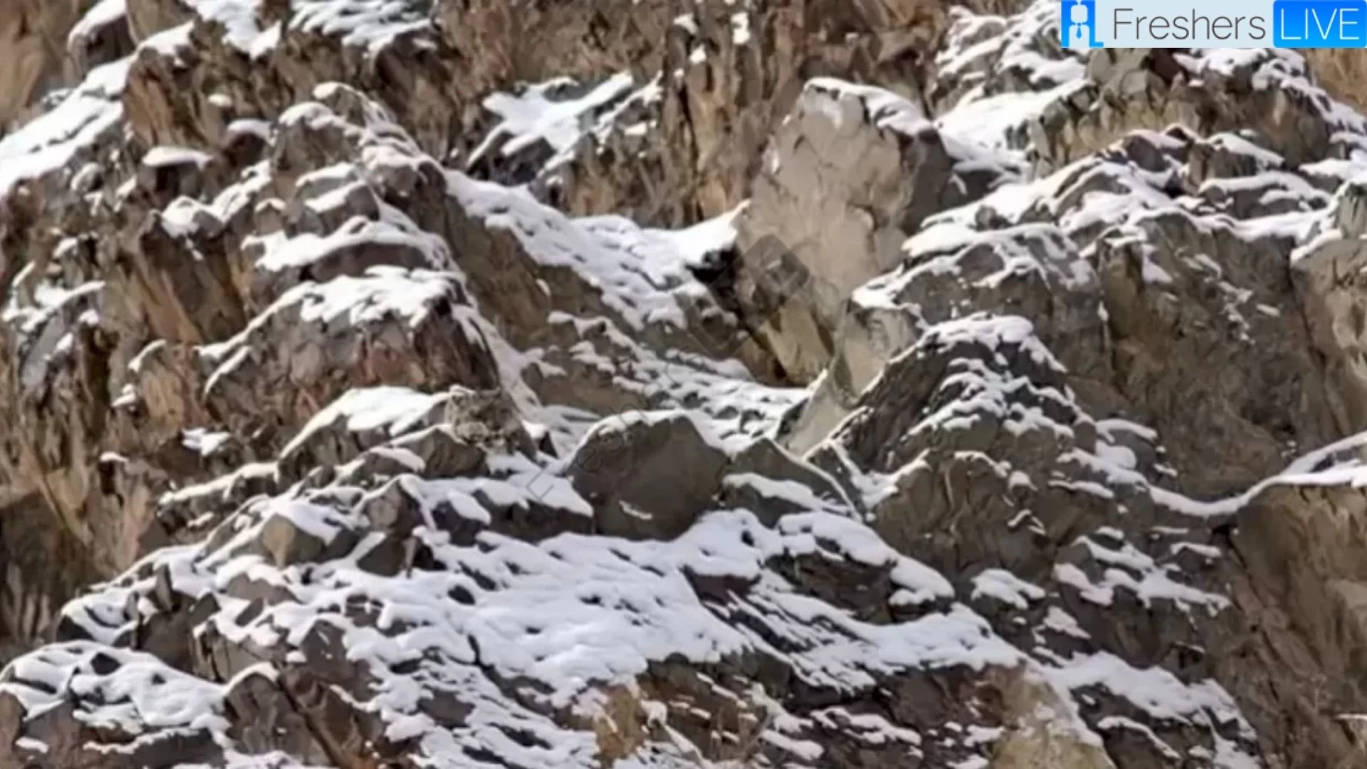 You are a special talent if you can find The Perfectly Camouflaged Snow Leopard in the Picture in 10 seconds!