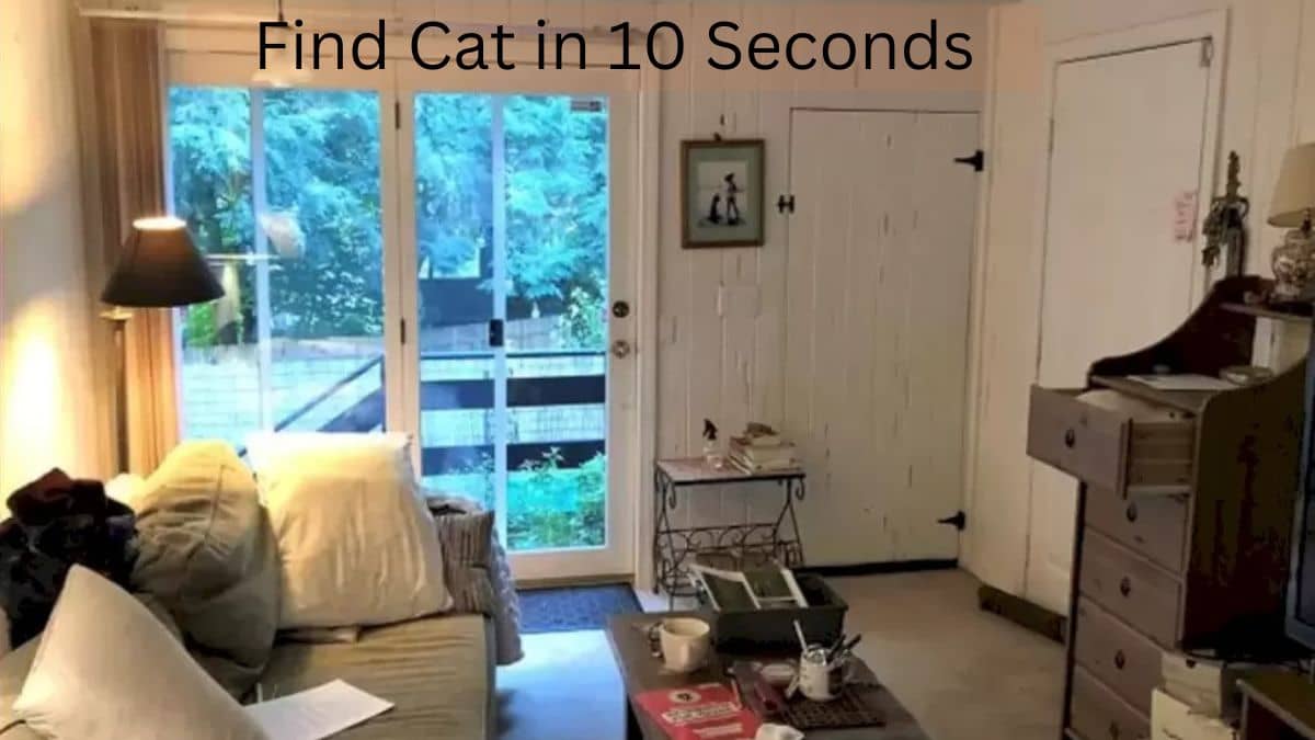 Find Cat in the Room in 10 Seconds