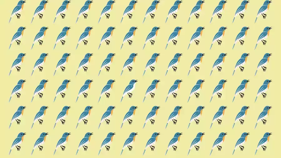 Optical Illusion Brain Test: If you have Eagle Eyes find the Odd Bird in 8 Seconds