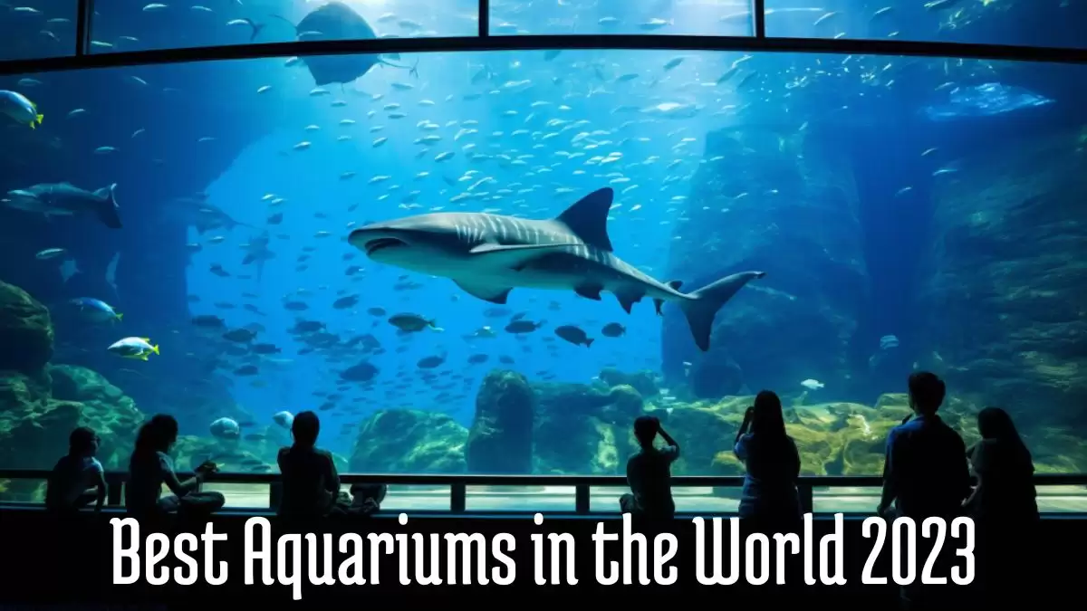 Best Aquariums in the World 2023 - Top 10 Water Wonders