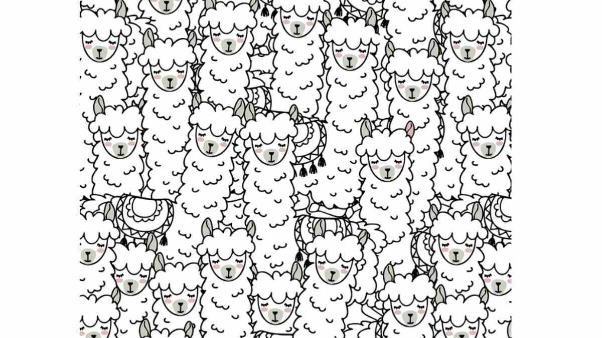 Find the Llama with odd features in the herd.