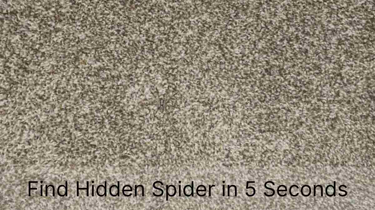 Find Hidden Spider in 5 Seconds