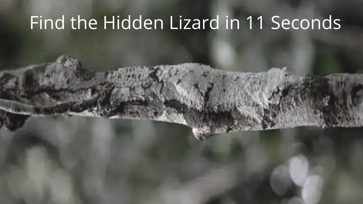 Optical Illusion - Find Hidden Lizard in 11 Seconds