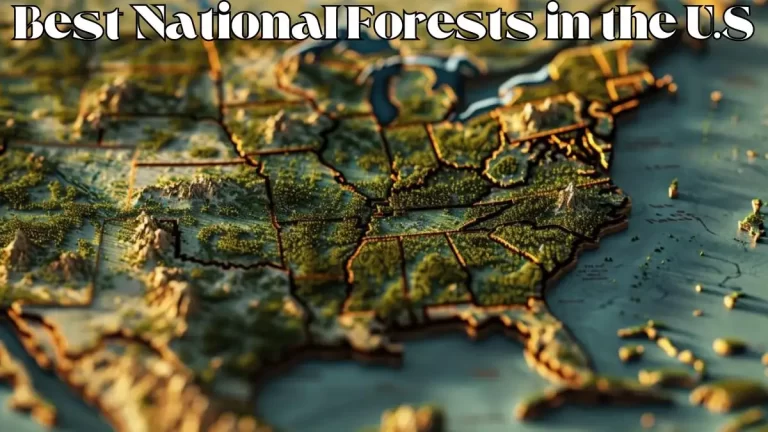 Best National Forests in the U.S - Top 10 Ecological Treasures