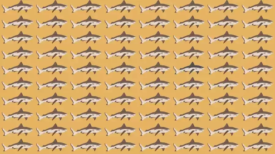 Observation Skills Test: Can you find the Odd Shark in 10 Seconds?