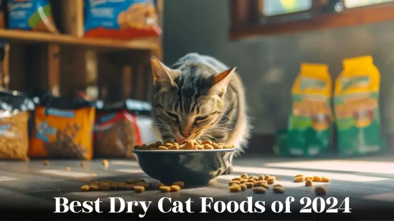 Best Dry Cat Foods of 2024 - Top 10 Feline Feast