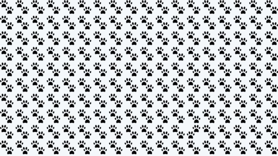 Observation Skills Test: Can you spot which Pawprints are different in 10 seconds?